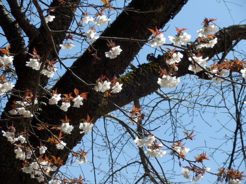 初々しいヤマザクラ