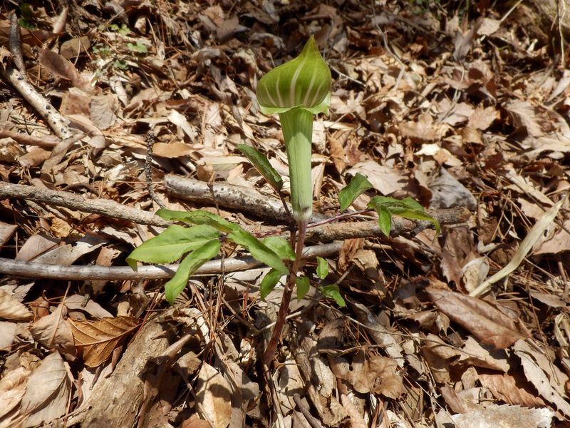 ホソバテンナンショウかな？