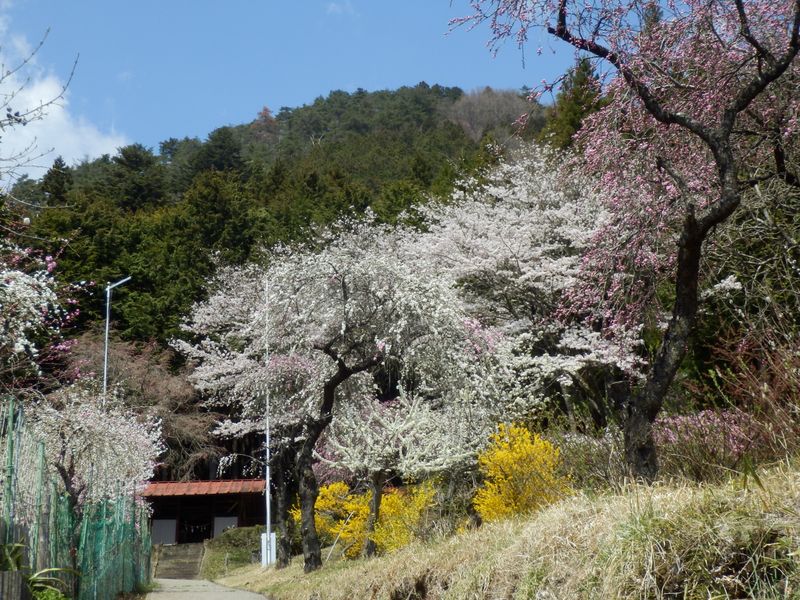 金比羅神社で昼食に