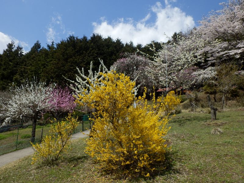 桃と桜とレンギョウと
