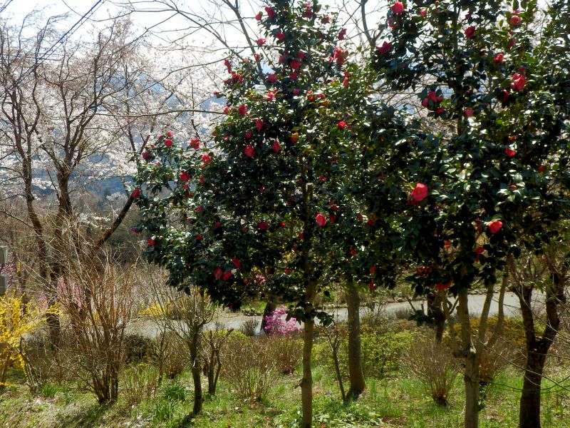 ツバキの花期も様々