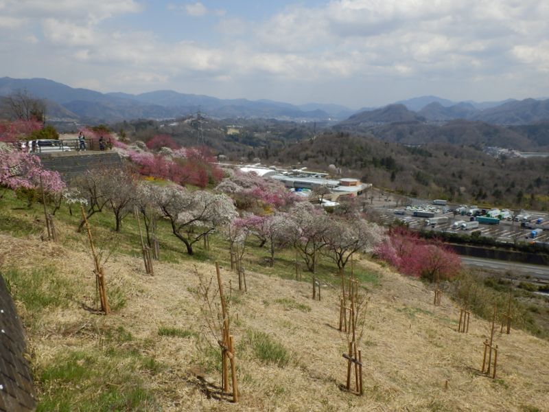 桃源郷を造っているみたい