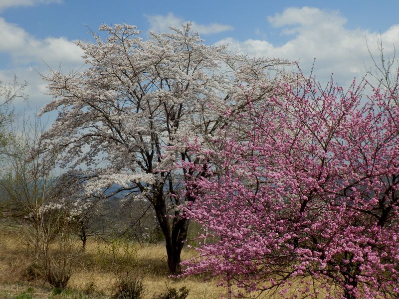 引き立て合う紅白
