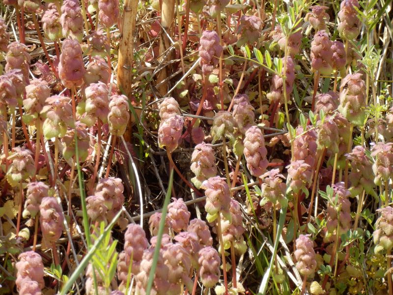 ヒメオドリコソウ