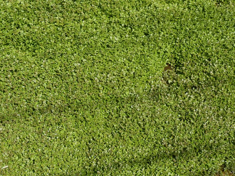 クレソンがびっしり