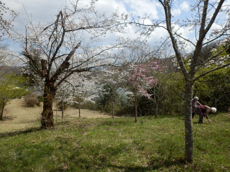 ワラビを摘むおばあさん