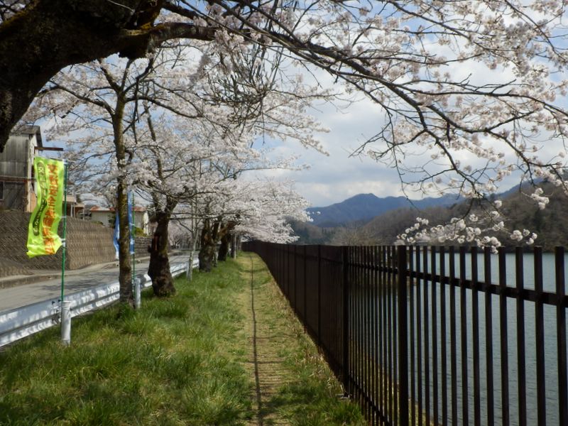 大野貯水池の桜
