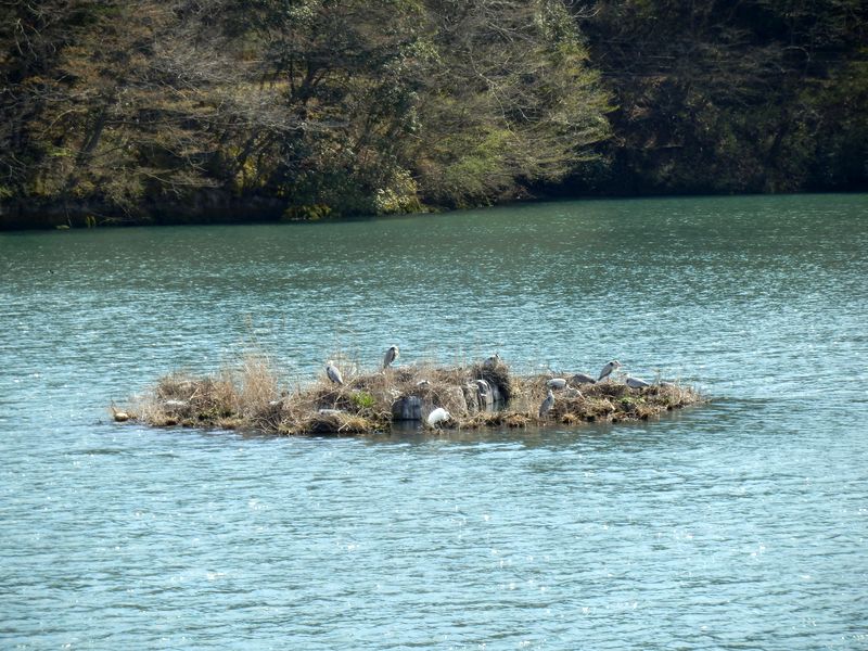 大野貯水池、野鳥が憩う小島