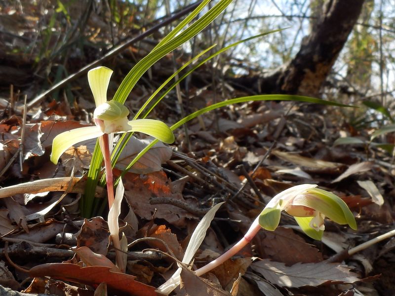シュンラン、たくさんありそう