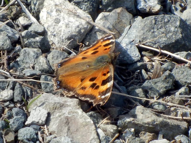 ヒオドシチョウ