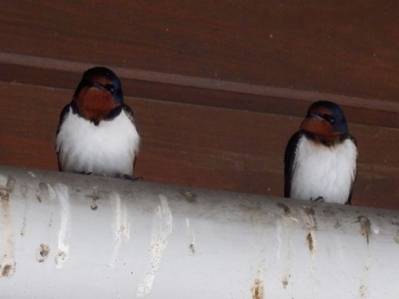 ツバメたちはどこへ？