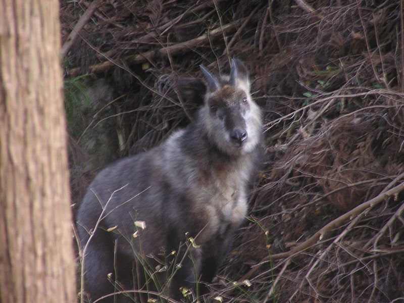 青梅丘陵 -- ニホンカモシカだ！