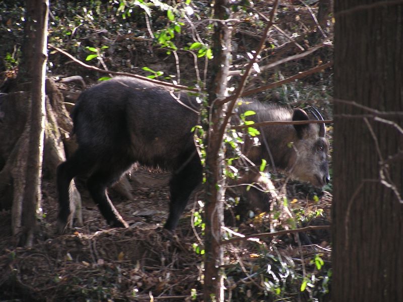 青梅丘陵 -- ニホンカモシカが立ち去る