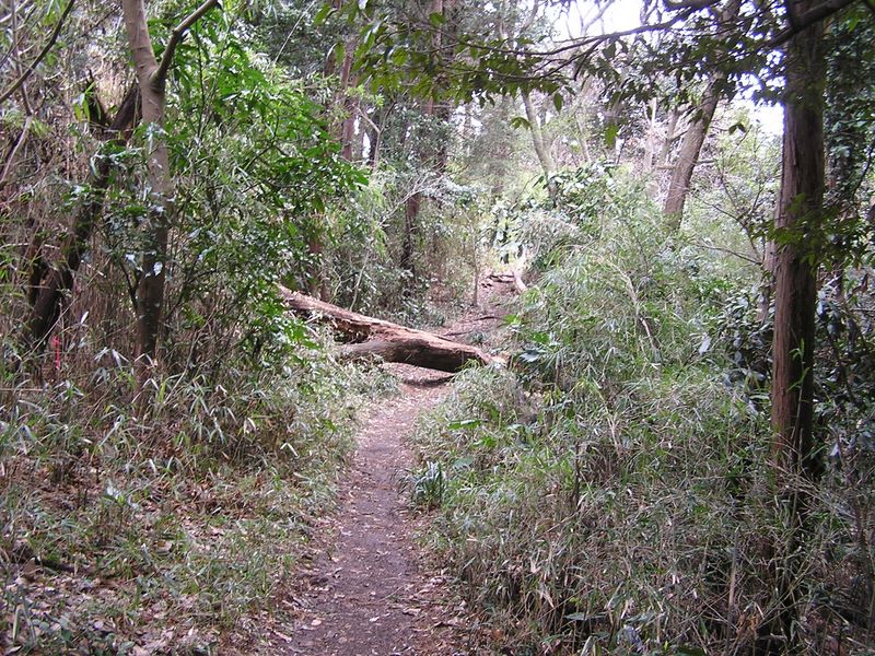 六国見山 -- 登山道らしく、立派な（？）倒木もある