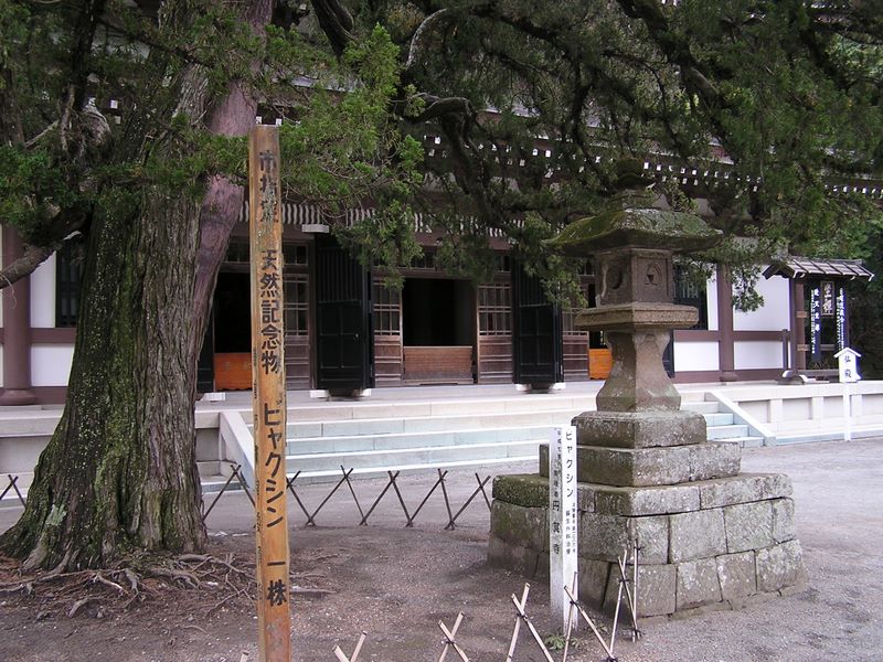 六国見山 -- 円覚寺仏殿わきのビャクシン