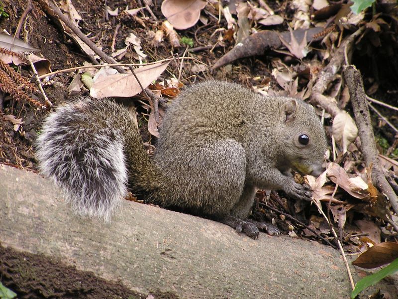 六国見山 -- タイワンリス