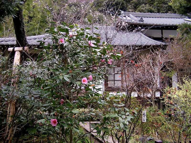 六国見山 -- 黄梅院では、ツバキ、ウメ、ボケ、ミツマタなどが程よく咲いていた