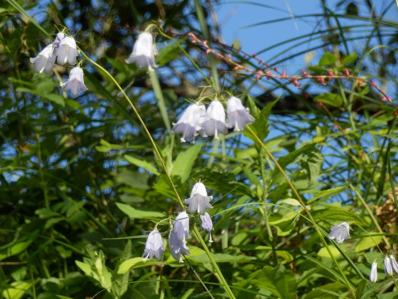 ツリガネニンジン