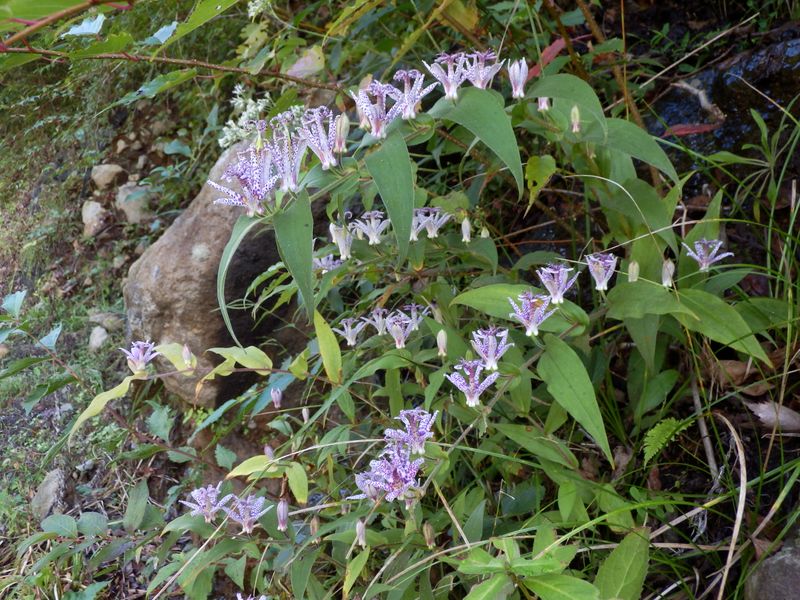 道を飾るホトトギス