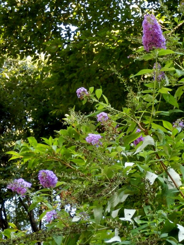 フサフジウツギ