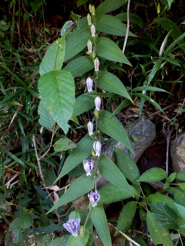 ホトトギスの開花する順序