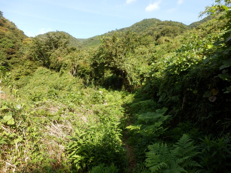 草ボーボーの山道