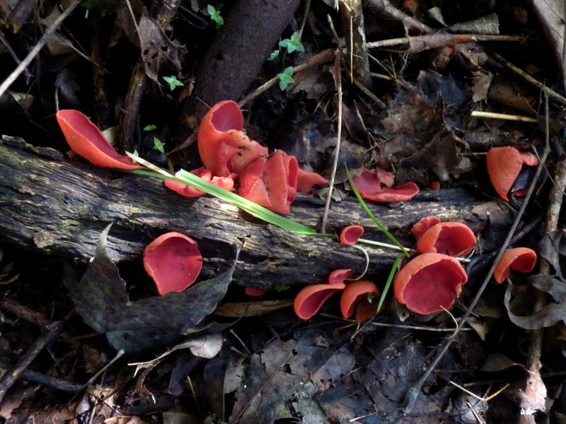 真っ赤な色のキノコ