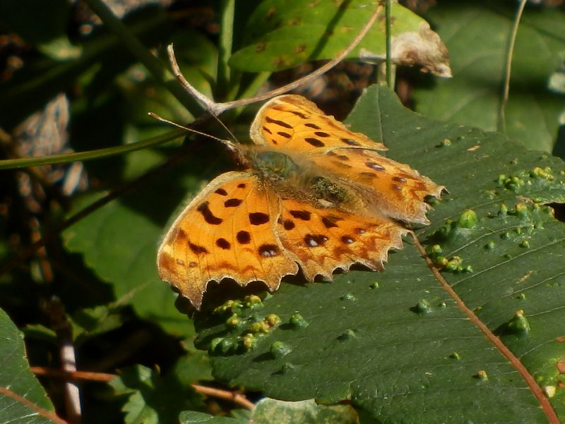 体温を上げるキタテハ
