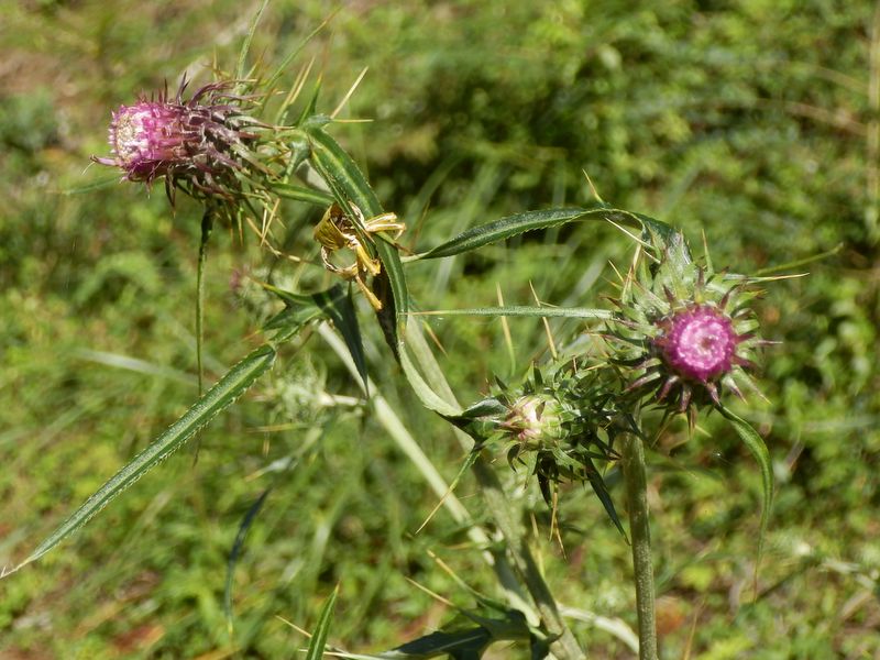 タイアザミかな？ ナンブアザミかな？ 