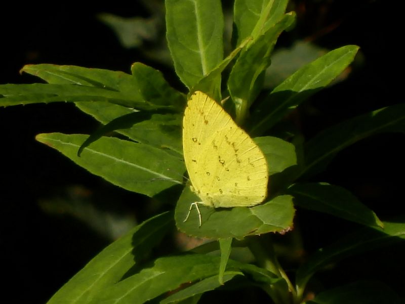 今キタキチョウ