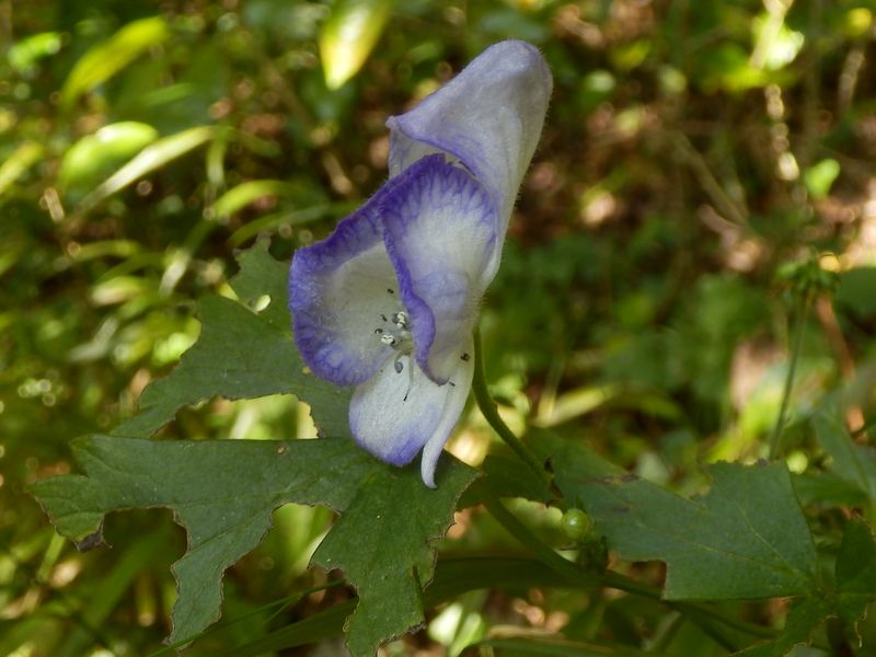 ヤマトリカブトかな