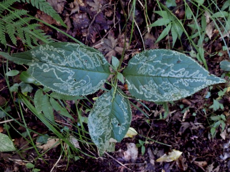 絵描き虫の作品