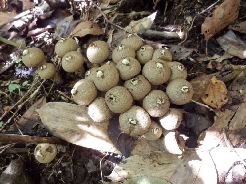 ホコリ茸の一種