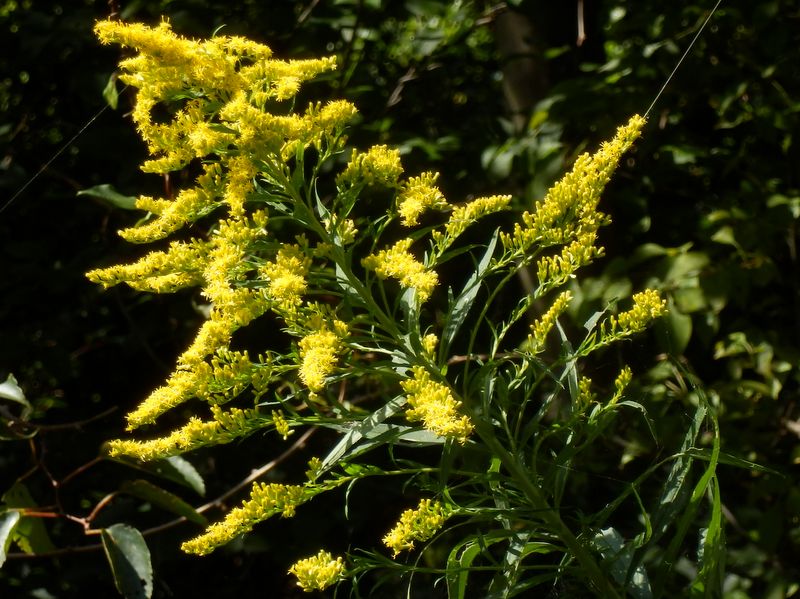 セイタカアワダチソウ