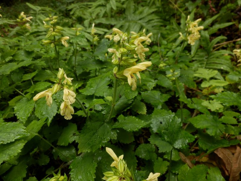 キバナアキギリ