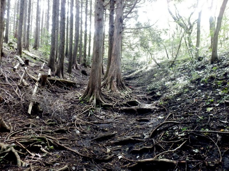 グジュグジュの登山道
