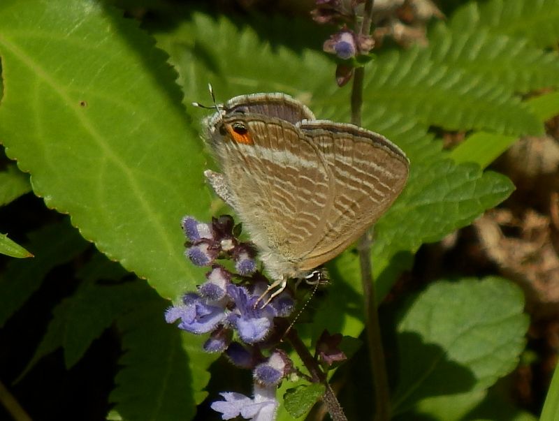 ウラナミシジミの翅の裏