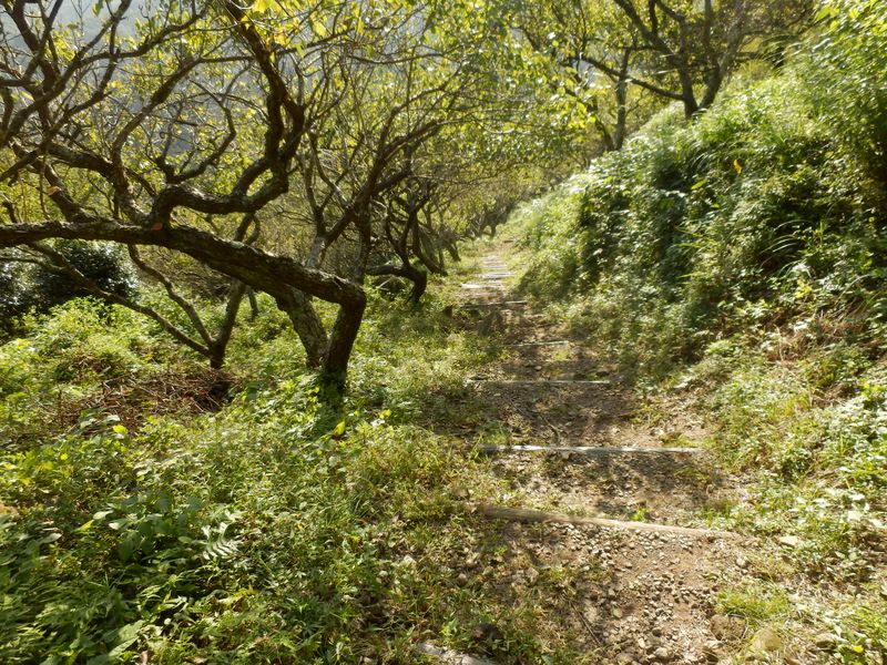 梅林の散策路を下る