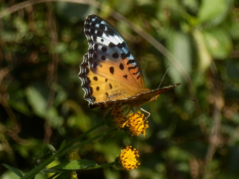 ツマグロヒョウモン（♀）の青い鱗粉