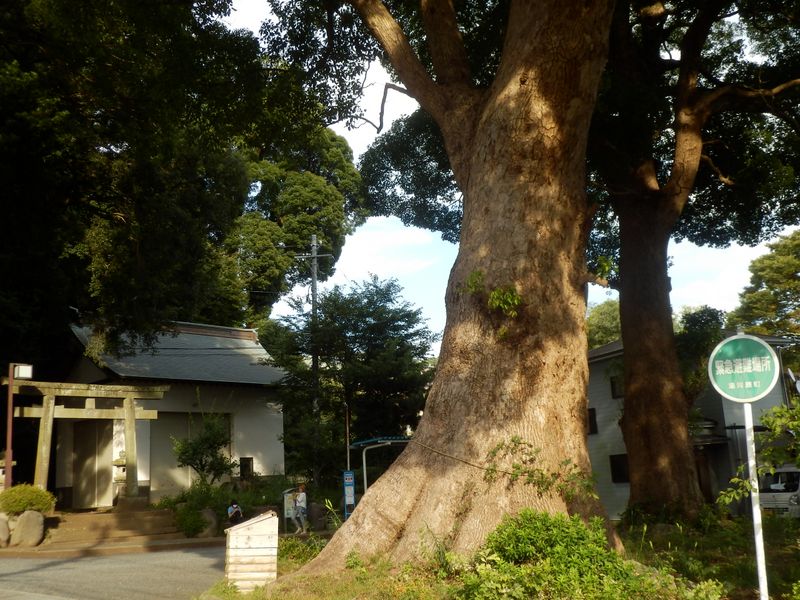 クスノキの巨樹