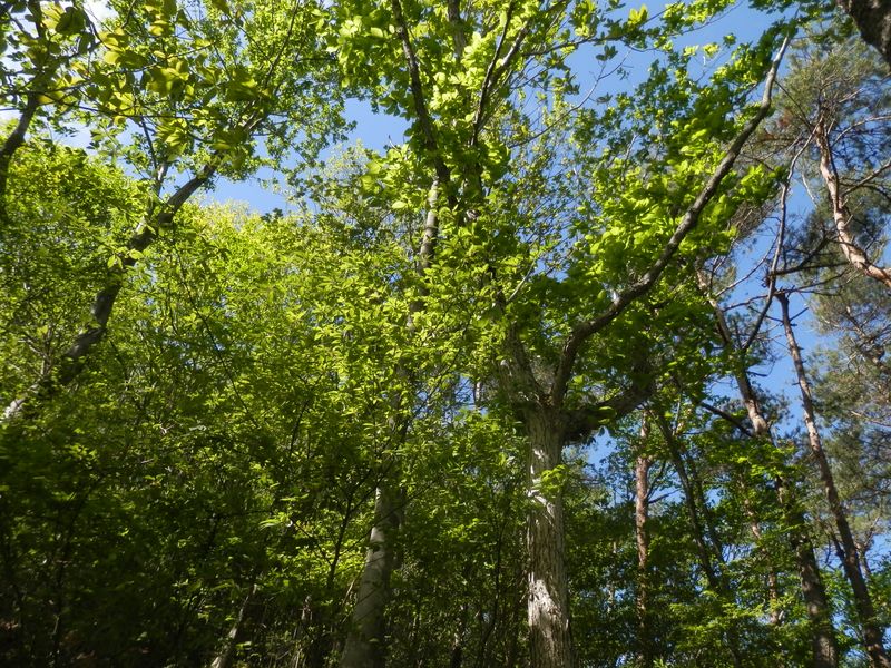 竜ヶ岳 -- ミズナラ、リョウブ、その他の新緑