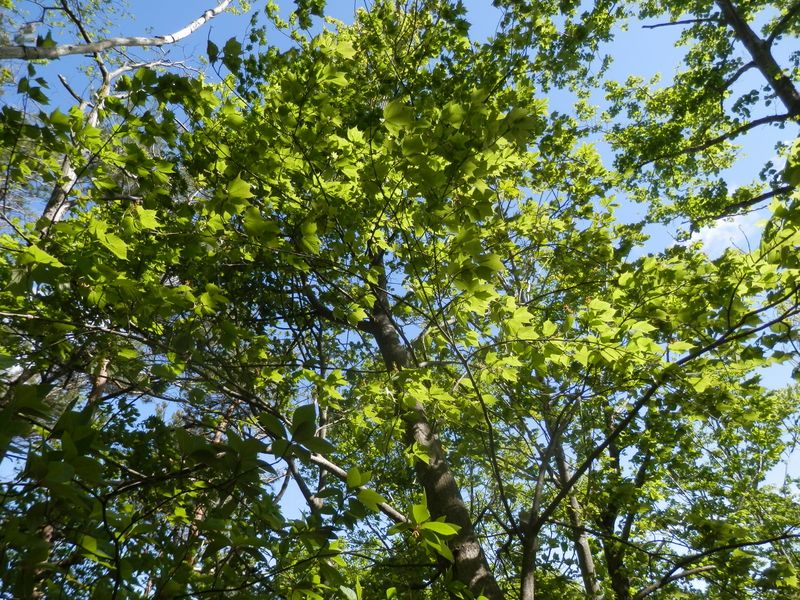 竜ヶ岳 -- カエデ、モミジ、その他の新緑