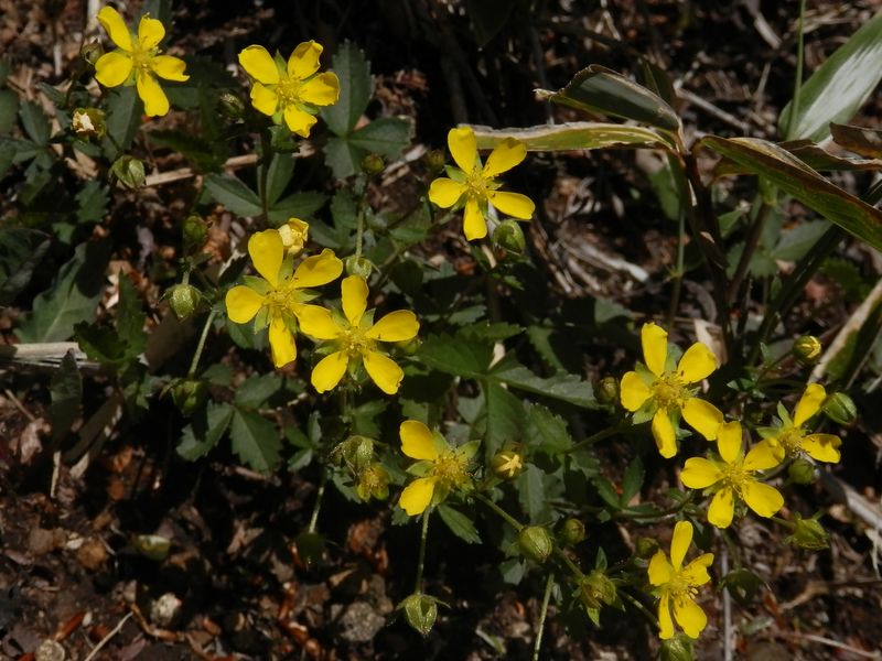 ヤブヘビイチゴかな？