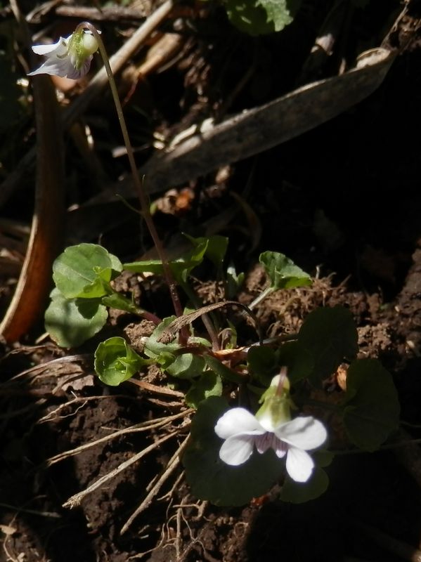 ヒメスミレサイシン