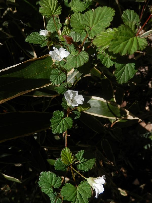 ニガイチゴに似ているけど
