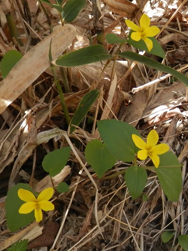 キスミレかな？