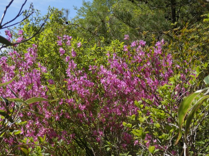 竜ヶ岳 -- トウゴクミツバツツジ