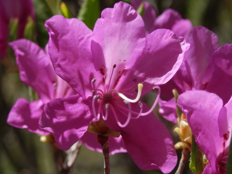 トウゴクミツバツツジの雄しべと雌しべ