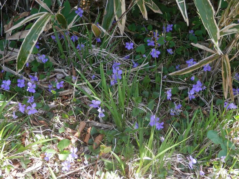 竜ヶ岳 -- 石の仏前にタチツボスミレの小群落