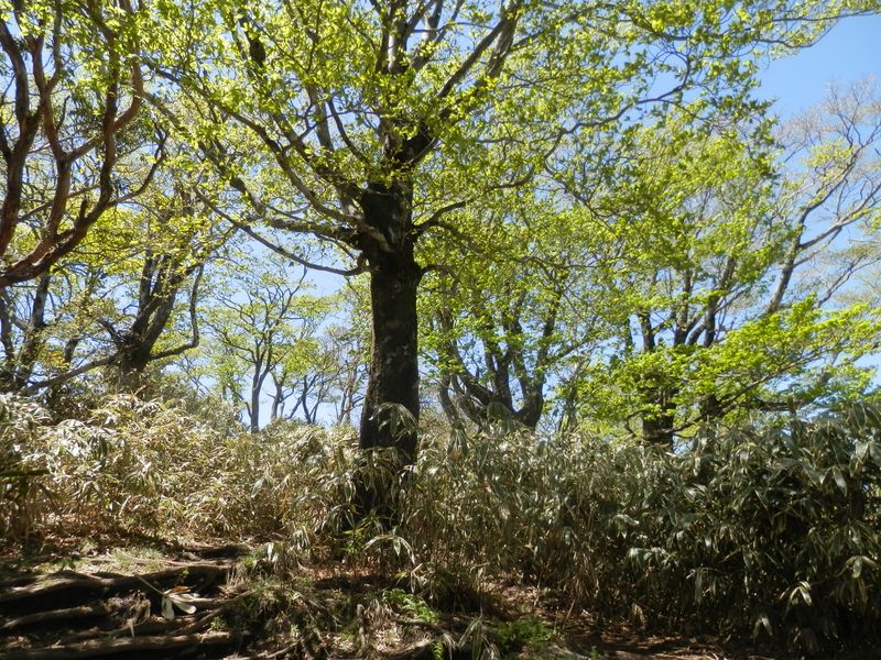 Almost Heaven! 美しい木々